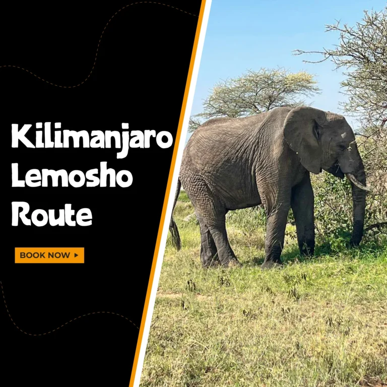 tour Kilimanjaro Lemosho Route